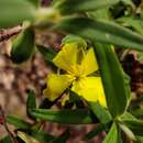 Hibbertia saligna R. Br. ex DC. resmi