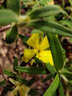 Image of Hibbertia saligna R. Br. ex DC.