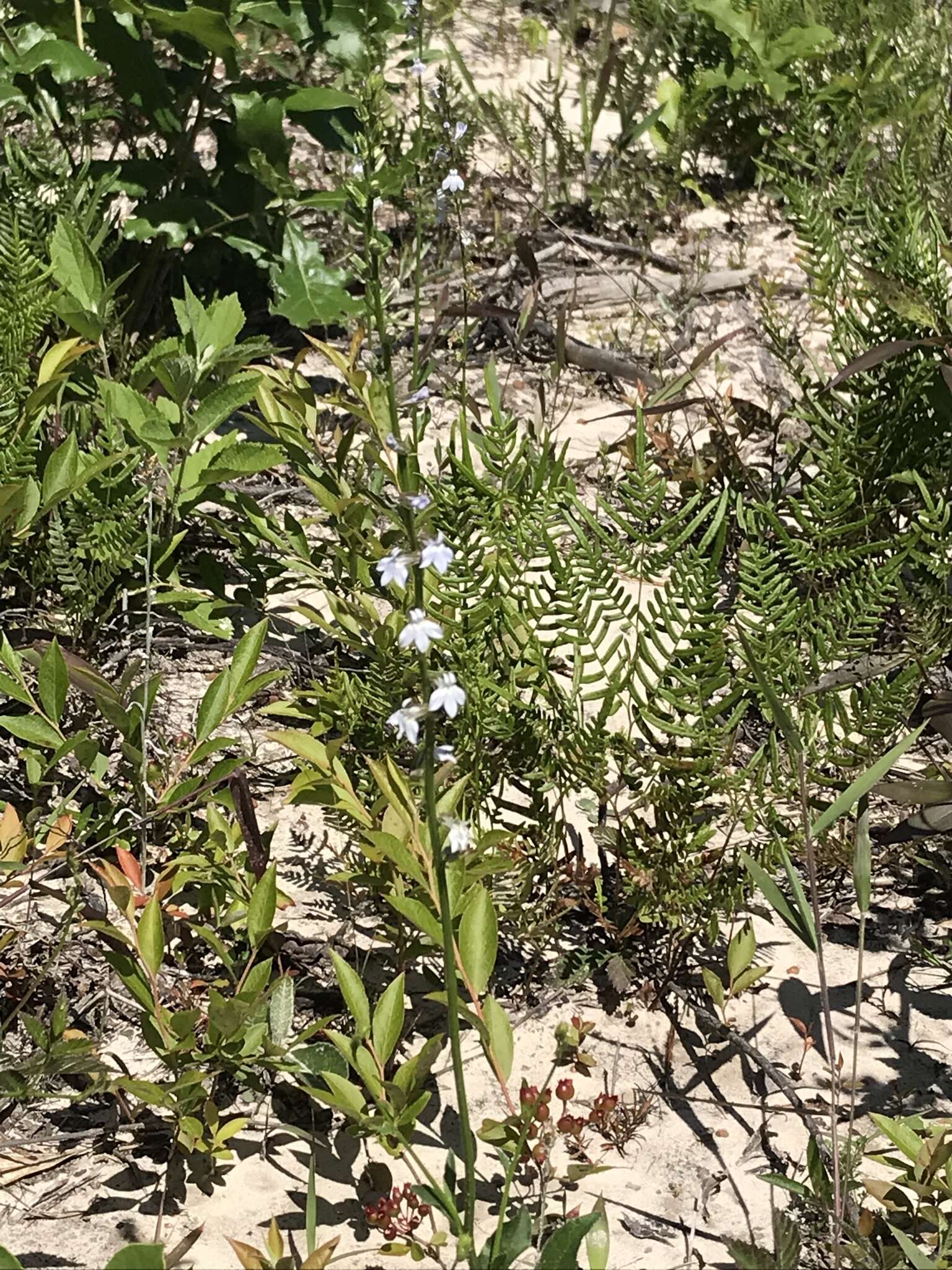 Слика од Lobelia appendiculata A. DC.