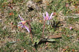 Image of Dog tooth lily