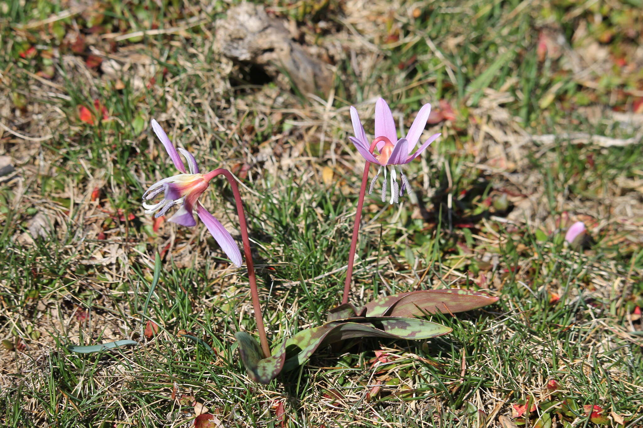 Image of Dog tooth lily