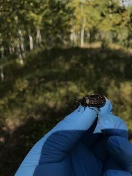 Image of Red-lined Carrion Beetle