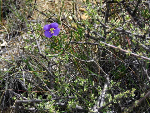 Image of Heliophila suavissima Burch. ex DC.