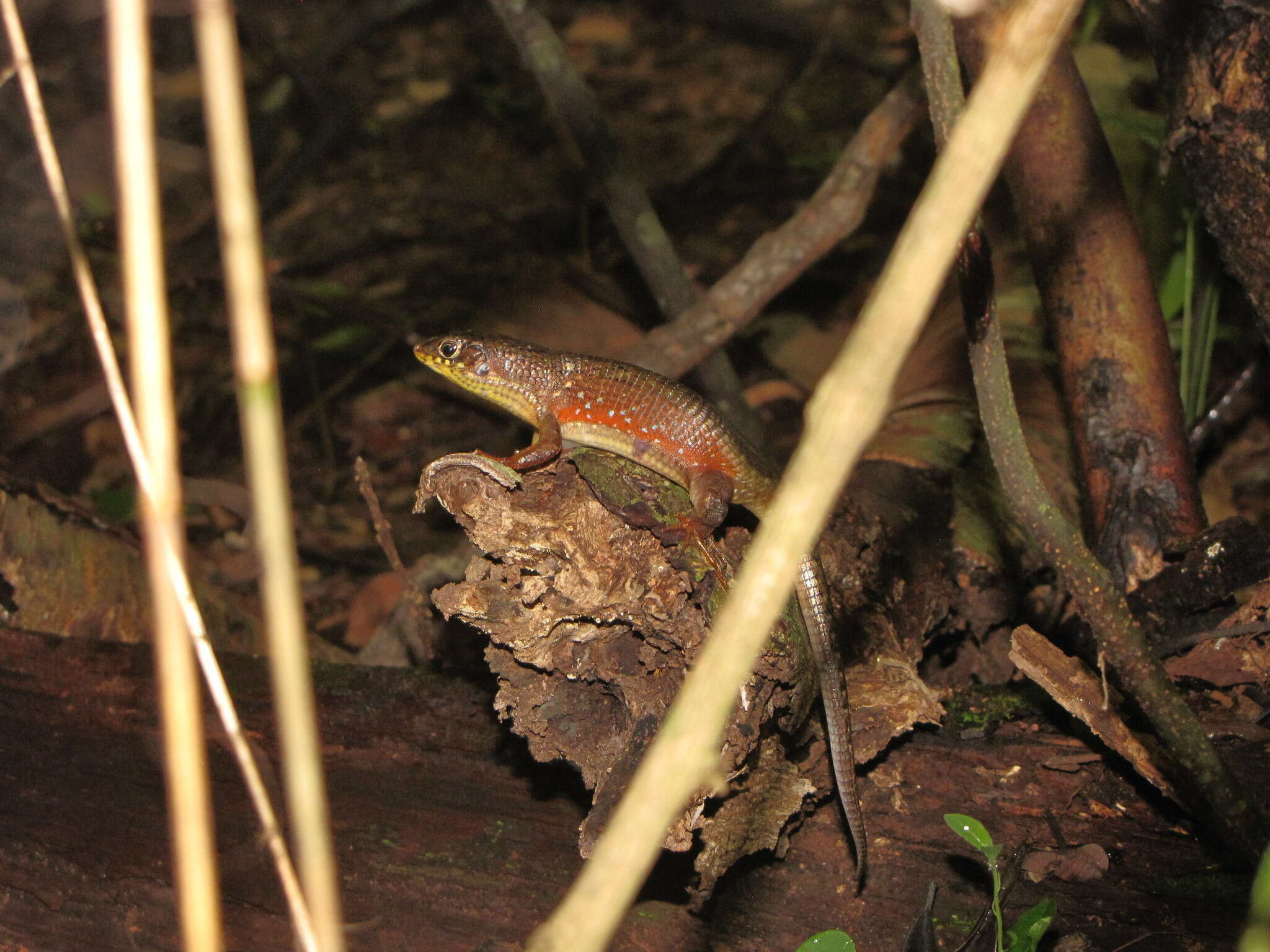 Image of Red-legged Girdled Lizard