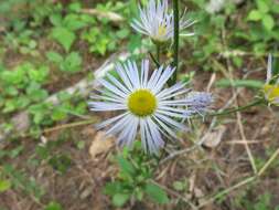 Image of eastern daisy fleabane