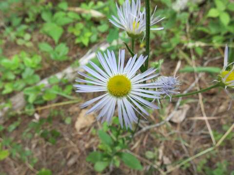 Image of eastern daisy fleabane