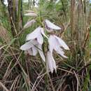 Imagem de Eulophia euantha Schltr.