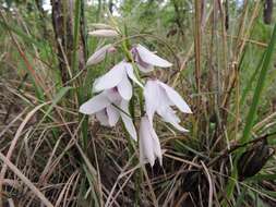 Image de Eulophia euantha Schltr.