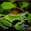 Image of Norhayati's Gliding Frog