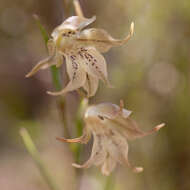 Imagem de Gladiolus recurvus L.