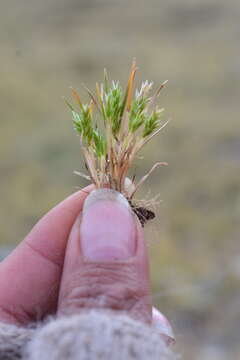 Image of Poa calycina (J. Presl) Kunth