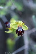 Image of Ophrys fusca subsp. cinereophila (Paulus & Gack) Faurh.