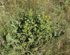 Image of perennial bastardcabbage