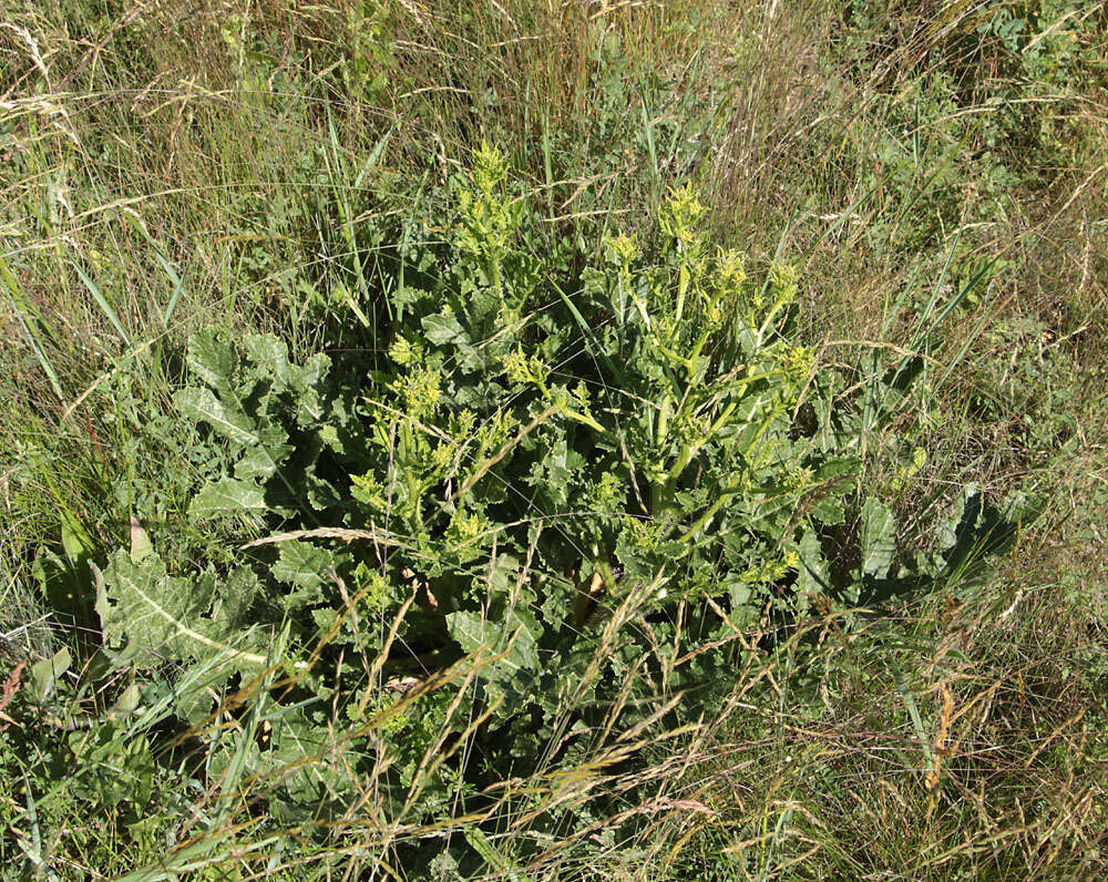 Image of perennial bastardcabbage