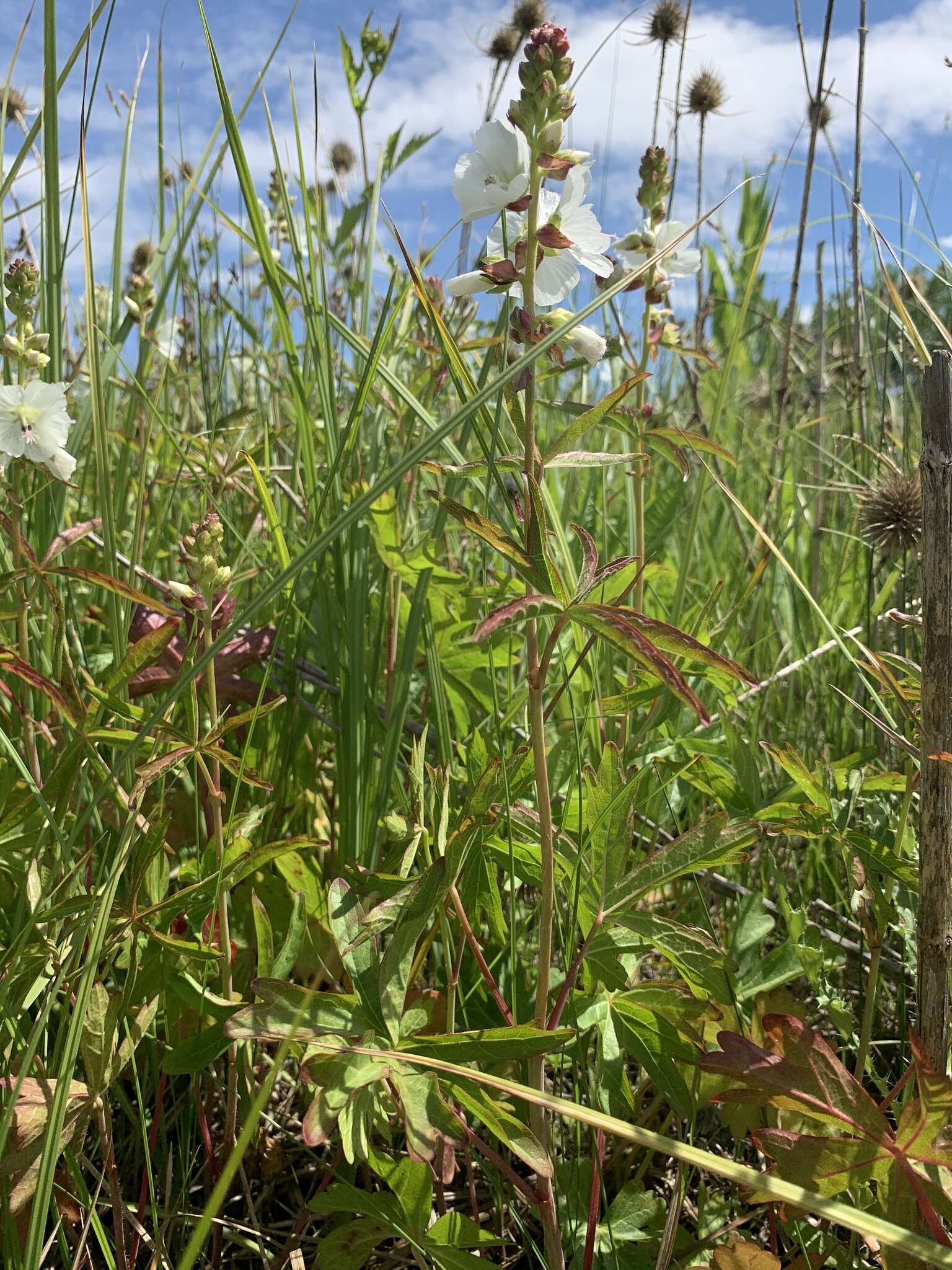 Sivun Sidalcea candida A. Gray kuva