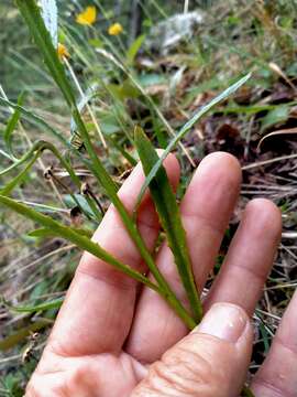 Image of Erechtites diversifolia Petrie.