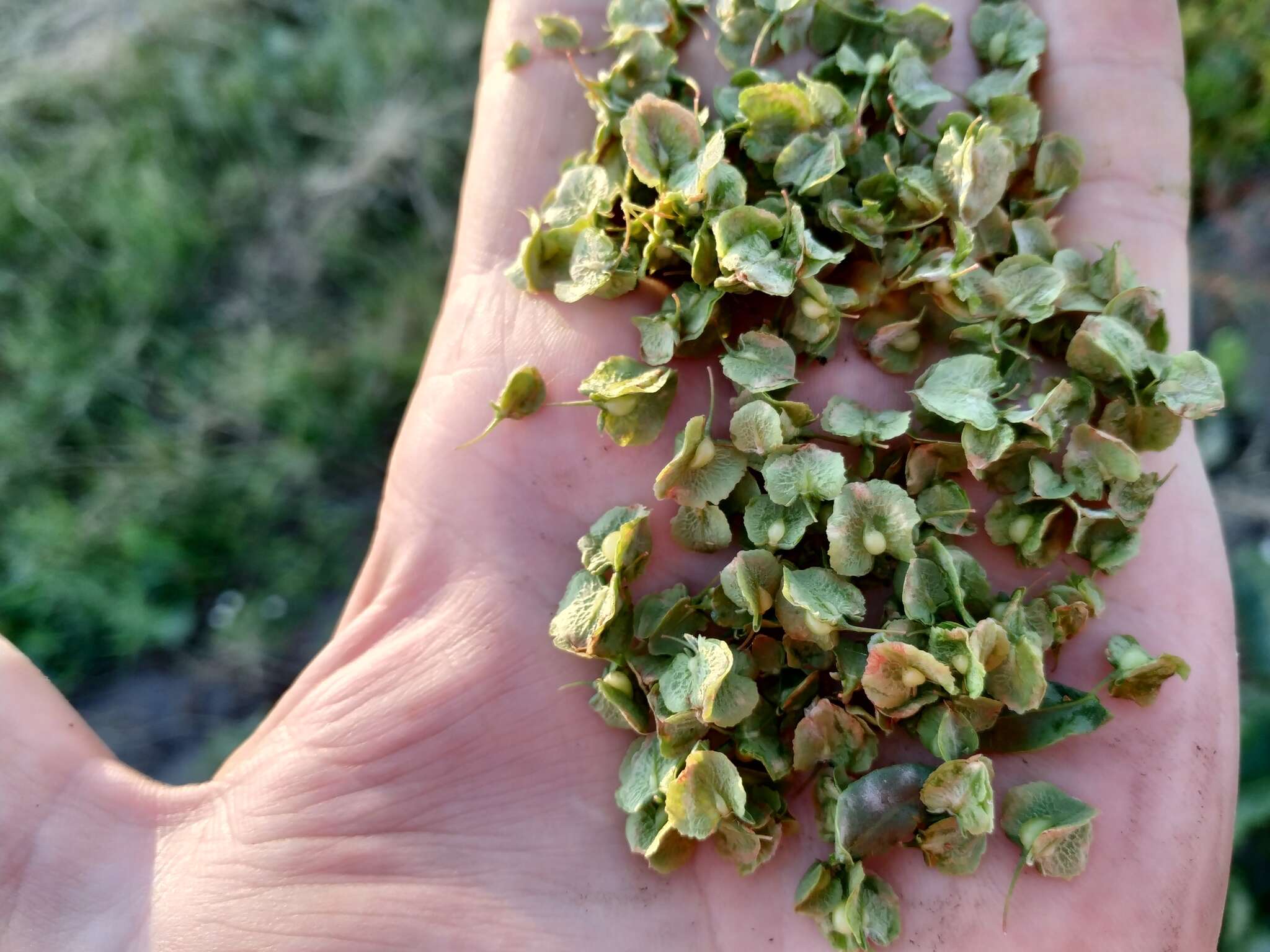 Image of Rumex patientia subsp. orientalis Danser