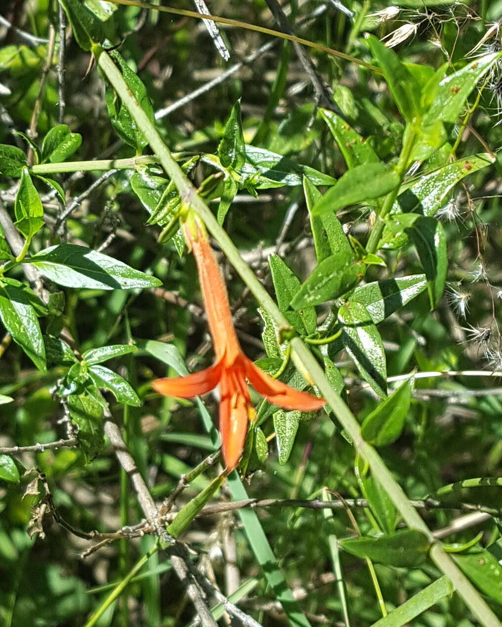 Anisacanthus quadrifidus (Vahl) Standl. resmi