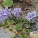 Campanula saxatilis subsp. saxatilis resmi