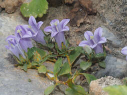 Image de Campanula saxatilis L.