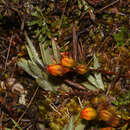 Imagem de Gentianella hyssopifolia (Kunth) Fabris