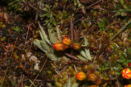 Image de Gentianella hyssopifolia (Kunth) Fabris