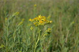 Imagem de Jacobaea paludosa subsp. paludosa