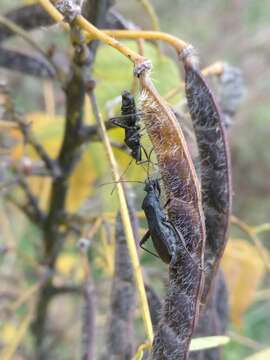 Image de Senna hebecarpa (Fernald) H. S. Irwin & Barneby