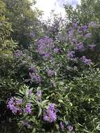 Image of Chilean Nightshade Chilean