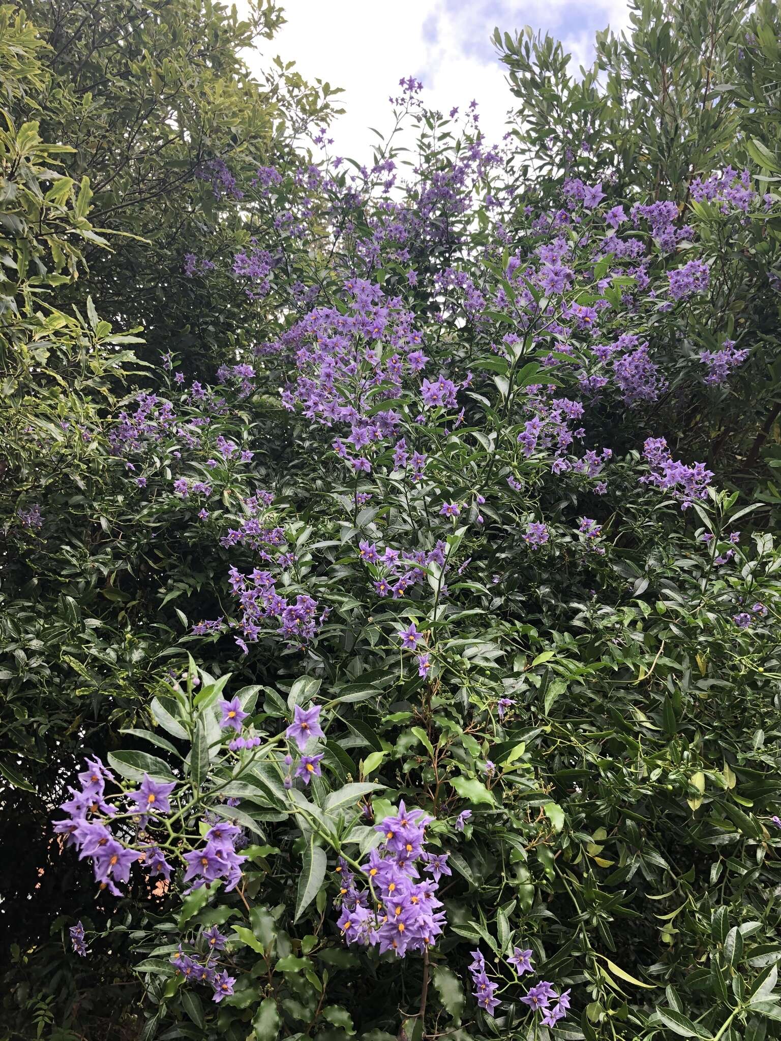 Image of Chilean Nightshade Chilean