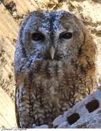Image of Maghreb Owl