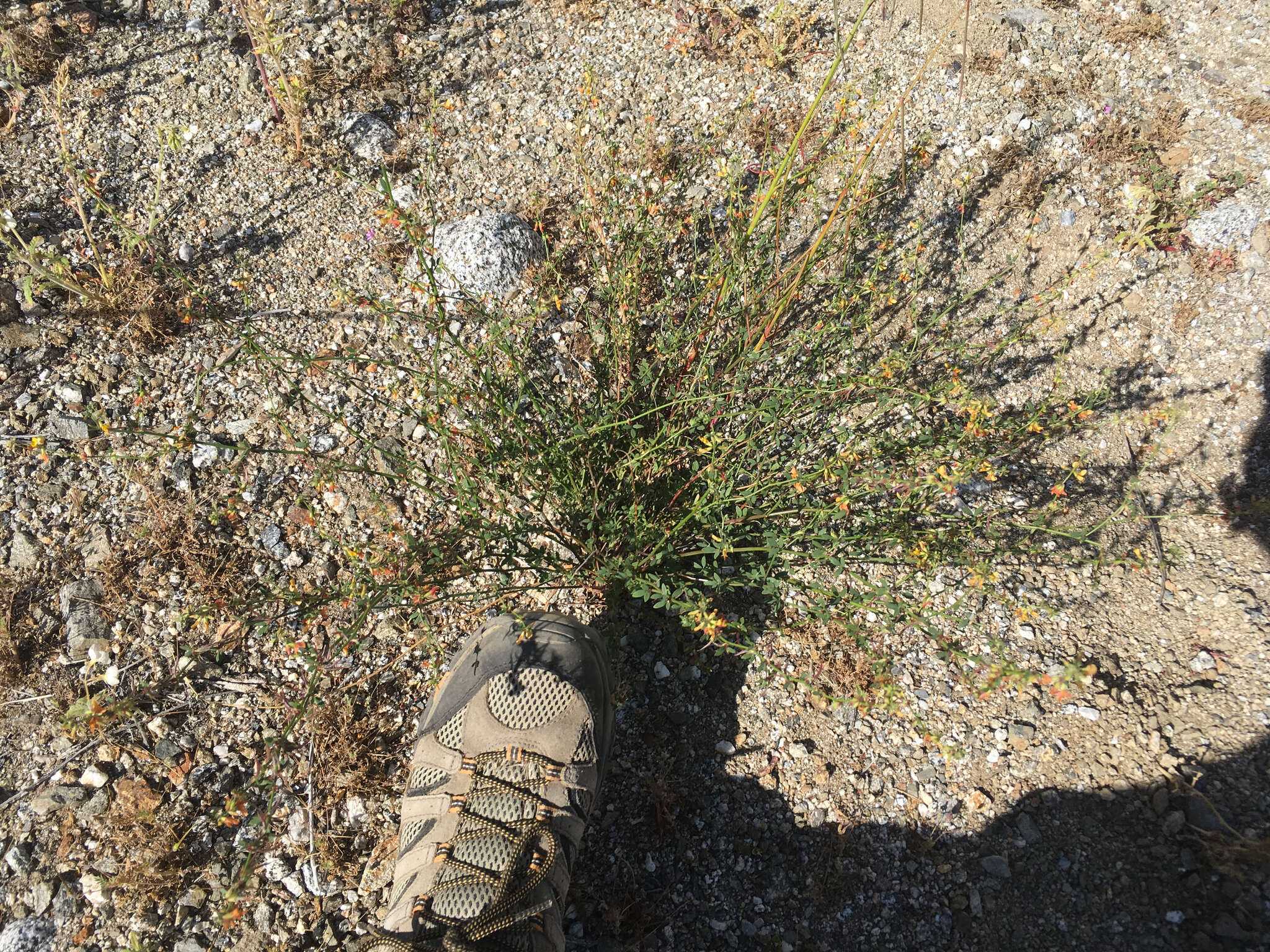 Acmispon glaber var. brevialatus的圖片