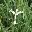 Image de Iris pseudonotha Galushko