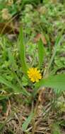 Image of Dwarf Dandelion