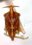 Image of Guayaquila emarginata Dietrich