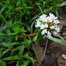 Image of baldhead false buttonweed