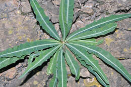 Image of Launaea lanifera Pau