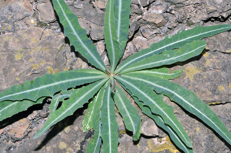 Image of Launaea lanifera Pau