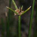 Image of Cyperus gymnocaulos Steud.