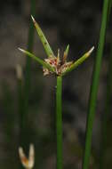 Imagem de Cyperus gymnocaulos Steud.