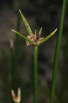 Image of Cyperus gymnocaulos Steud.