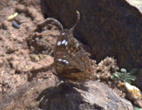 Image of <i>Junonia <i>natalica</i></i> natalica