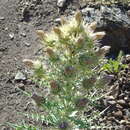 Image of Ptilostemon afer (Jacq.) W. Greuter