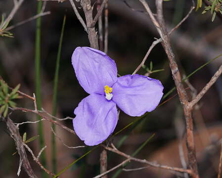 Image of Patersonia sericea R. Br.