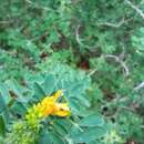 Image of Medicago arborea subsp. arborea