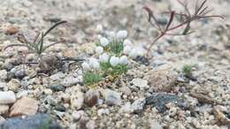 Image of White pygmy-poppy