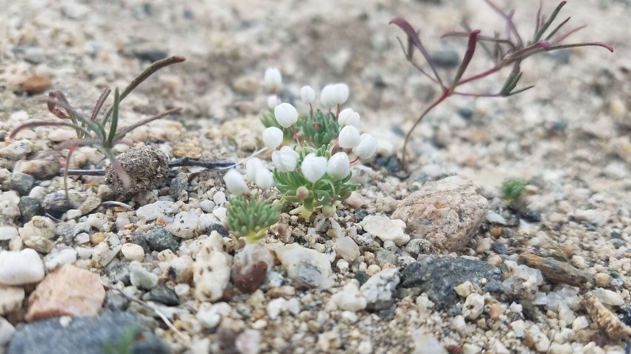 Image of White pygmy-poppy