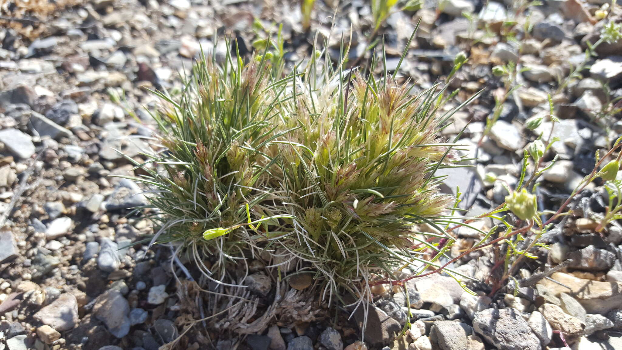 Image of desertgrass