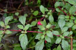 Image of Fuchsia thymifolia Kunth