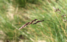 Image of Festuca varia Haenke